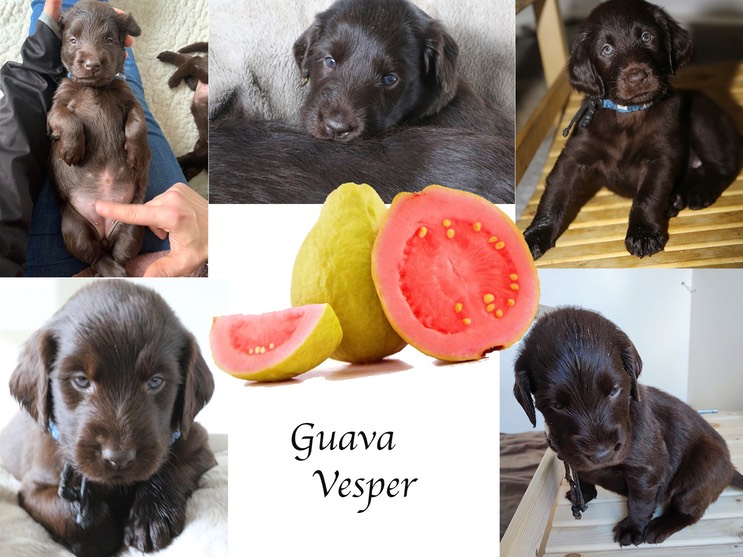 Guava Vesper